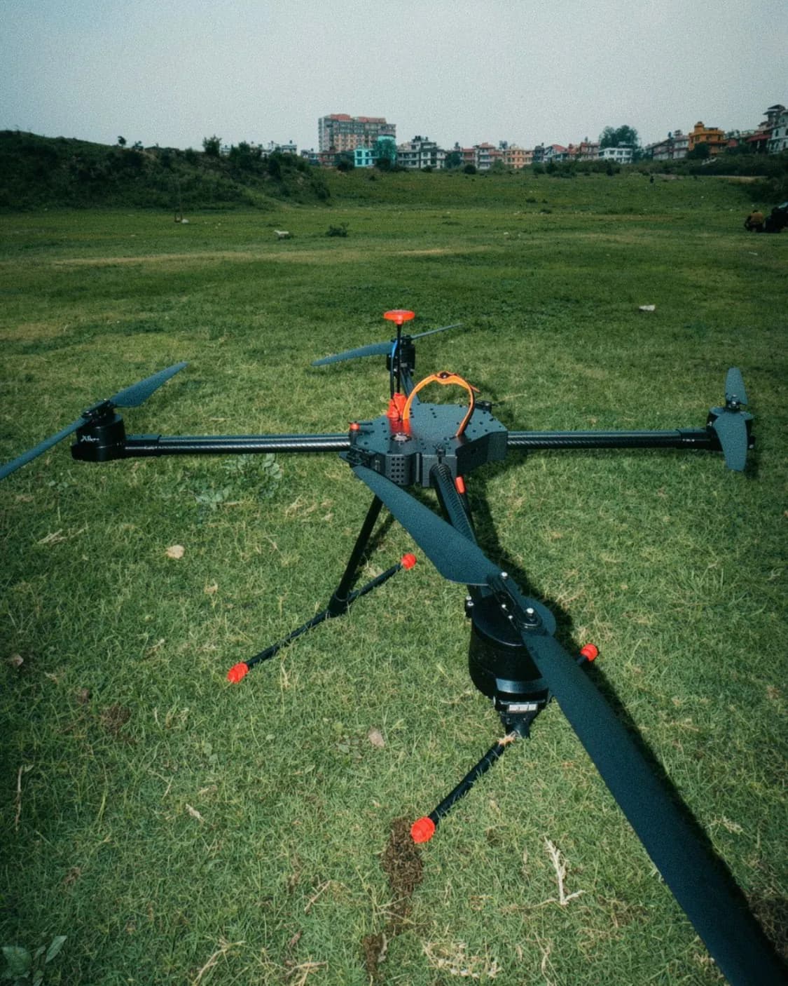 Hydra standing on a grass field, its four arms folded out